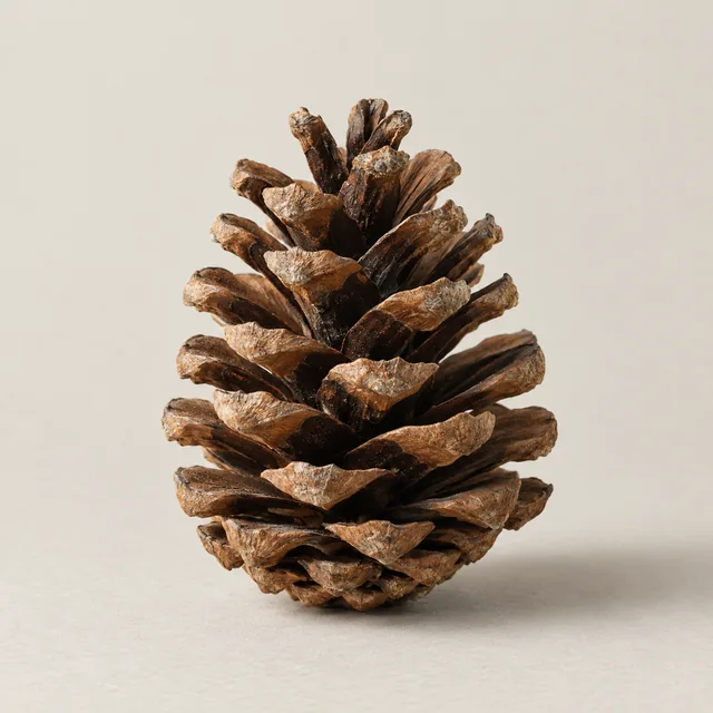 A naturally imperfect open brown pine cone.